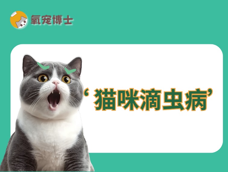 猫咪频繁软便拉稀？警惕滴虫病！尤其是多猫家庭