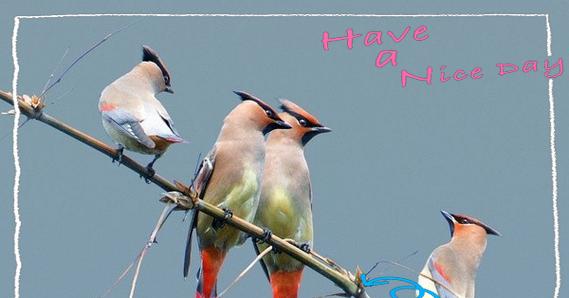 农村七色羽毛飞翔——常见鸟类的介绍（丰富多样的农村鸟类群落与生态）