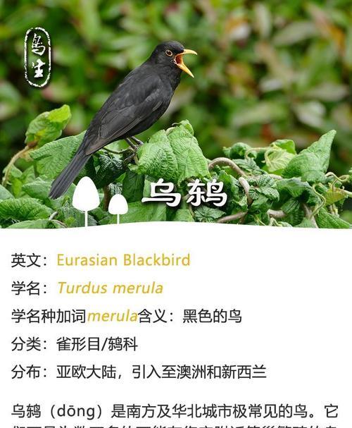 农村七色羽毛飞翔——常见鸟类的介绍（丰富多样的农村鸟类群落与生态）