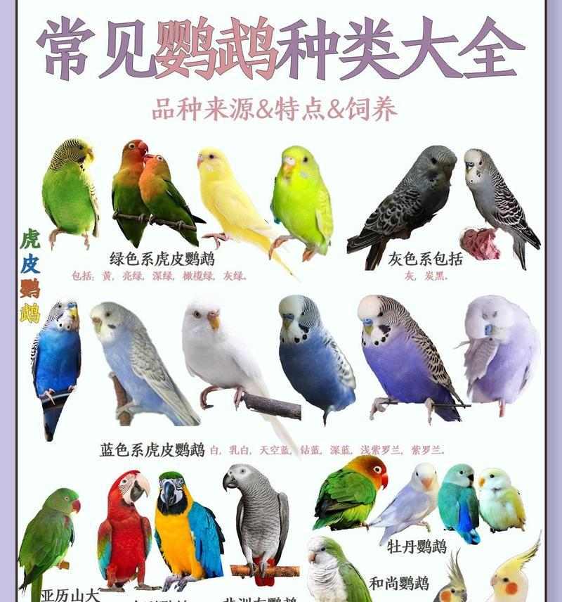 农村七色羽毛飞翔——常见鸟类的介绍（丰富多样的农村鸟类群落与生态）