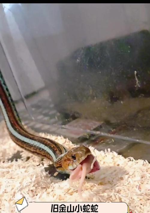 世界上最小的蛇是什么蛇？（探寻微小生物界的奇妙宠儿）