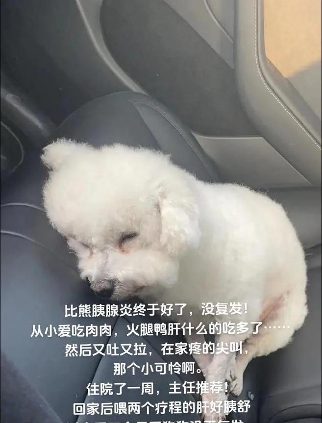 比熊狗狗呕吐黄液的原因及应对措施（了解比熊狗狗呕吐黄液的原因和如何应对，让你的宠物健康无忧）