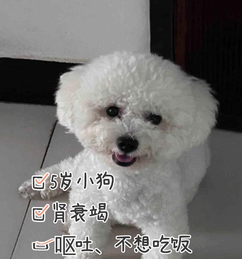 比熊狗狗呕吐黄液的原因及应对措施（了解比熊狗狗呕吐黄液的原因和如何应对，让你的宠物健康无忧）