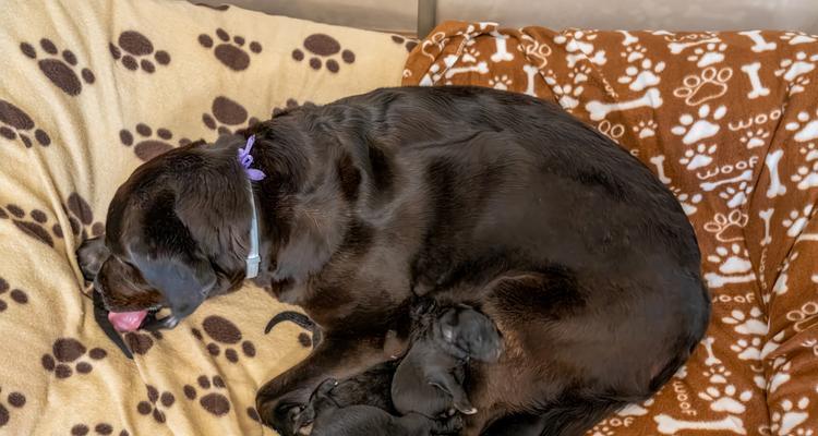 母狗适合多久生一次？（探讨母狗生育间隔对其健康的影响）