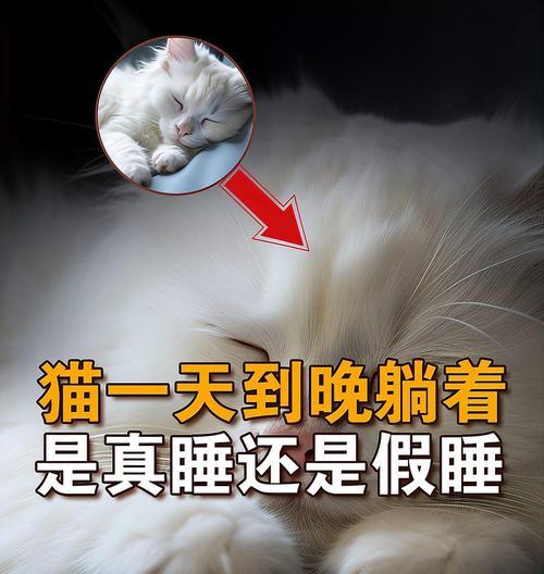 猫的睡眠习惯解析（探索猫咪为何如此爱睡及其对生活的影响）