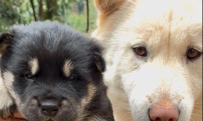 母狗适合多久生一次？（探讨母狗生育间隔对其健康的影响）