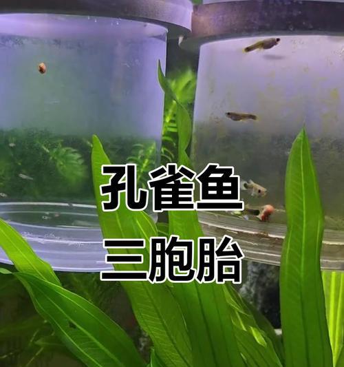 孔雀鱼的繁殖周期（孔雀鱼产卵的时间和方式）