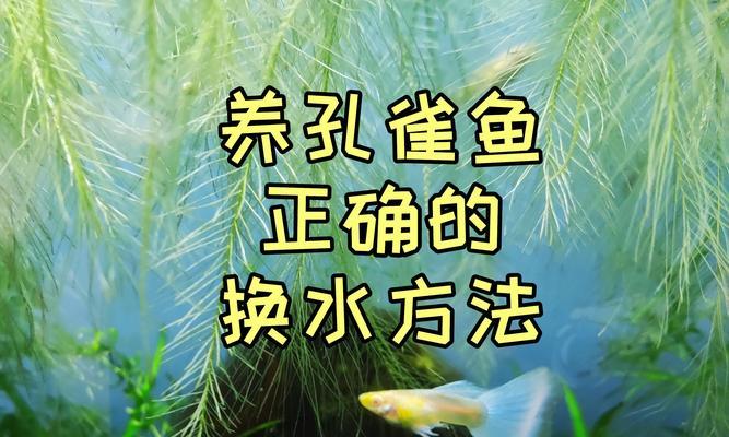 孔雀鱼的繁殖周期（孔雀鱼产卵的时间和方式）