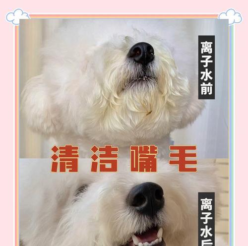 比熊狗狗呕吐黄液的原因及应对措施（了解比熊狗狗呕吐黄液的原因和如何应对，让你的宠物健康无忧）