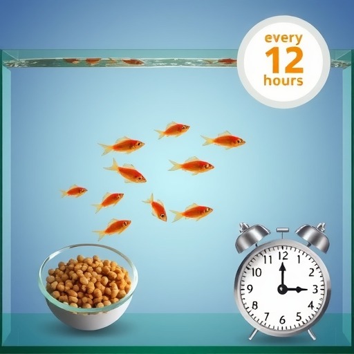 养鱼初学者必知——以鱼进缸多久喂食？（饲养新手必备知识，喂食频率关键解析！）