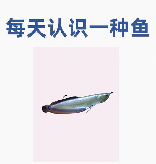 养鱼初学者必知——以鱼进缸多久喂食？（饲养新手必备知识，喂食频率关键解析！）