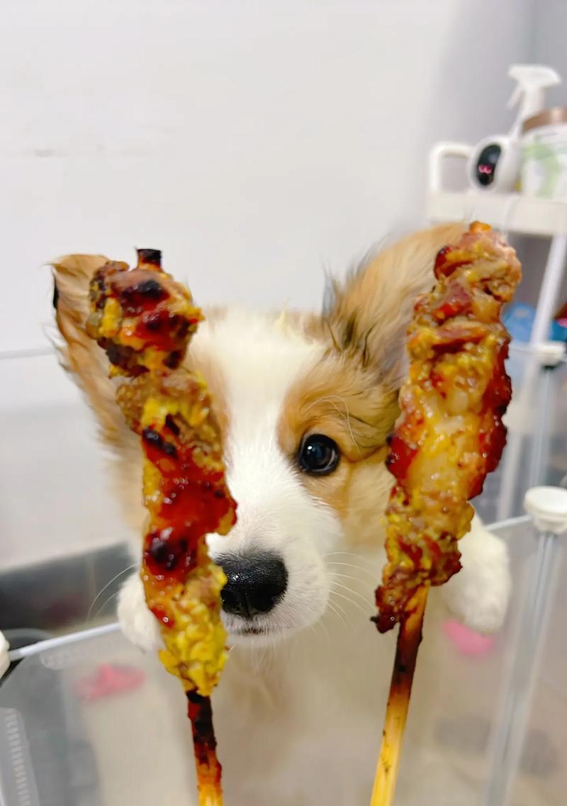 小狗能饿多久？探究2个月大小狗的饮食需求（解析小狗饥饿感的持续时间及影响因素）