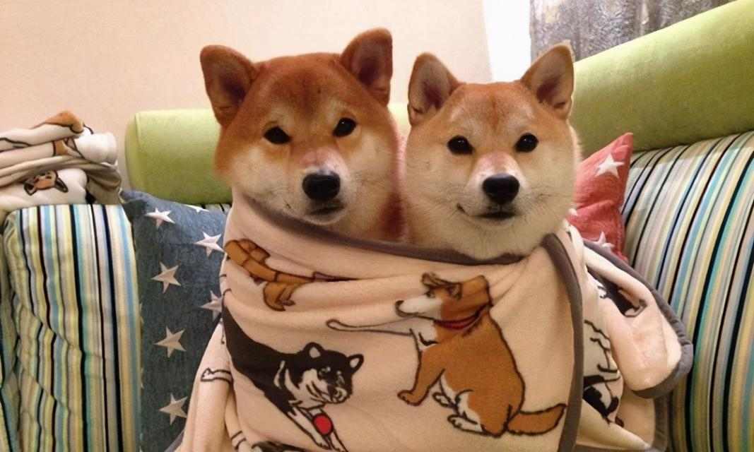 柴犬认主需要多长时间？（探寻柴犬与主人建立深厚关系的时程及关键因素）