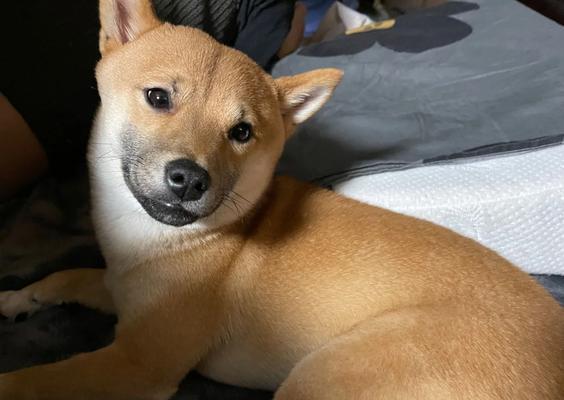 柴犬认主需要多长时间？（探寻柴犬与主人建立深厚关系的时程及关键因素）