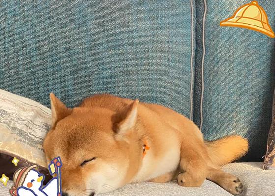 柴犬认主需要多长时间？（探寻柴犬与主人建立深厚关系的时程及关键因素）