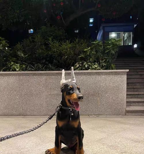 以杜宾立耳——耐心等待完美外貌的时刻（探索杜宾立耳的成长历程与时间节点）