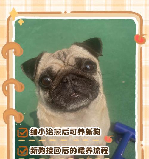 遛两个月的狗能遛多久呢？（了解狗狗遛步的时间需求和注意事项）