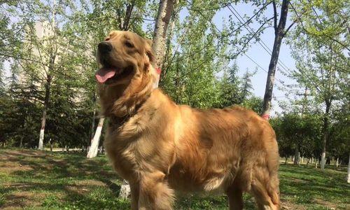 遛两个月的狗能遛多久呢？（了解狗狗遛步的时间需求和注意事项）