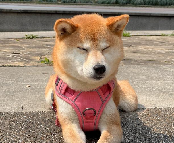 遛两个月的狗能遛多久呢？（了解狗狗遛步的时间需求和注意事项）