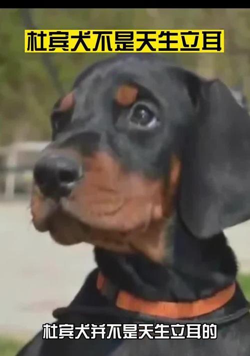 以杜宾立耳——耐心等待完美外貌的时刻（探索杜宾立耳的成长历程与时间节点）