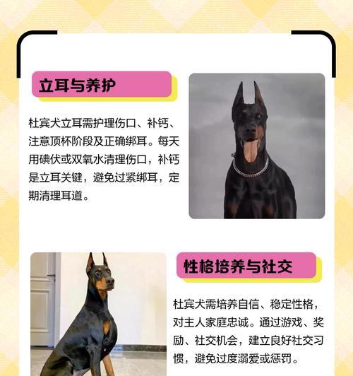 以杜宾立耳——耐心等待完美外貌的时刻（探索杜宾立耳的成长历程与时间节点）