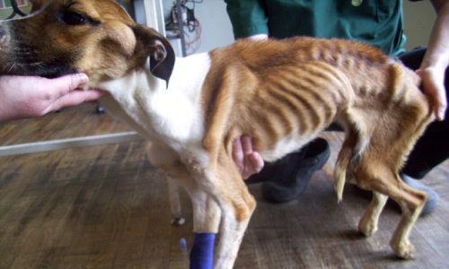 小狗能饿多久？探究2个月大小狗的饮食需求（解析小狗饥饿感的持续时间及影响因素）