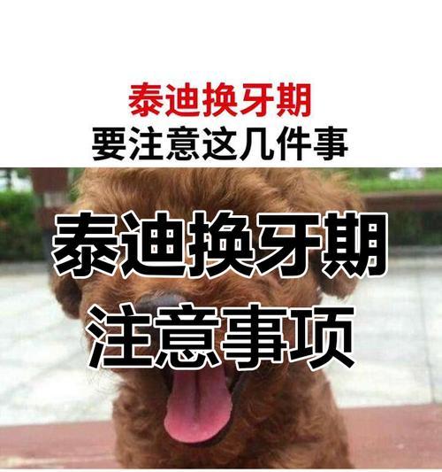 泰迪换牙后长出新牙需要多长时间？（了解泰迪犬牙齿生长周期及细节）