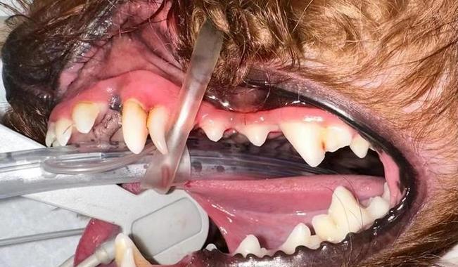 泰迪换牙后长出新牙需要多长时间？（了解泰迪犬牙齿生长周期及细节）