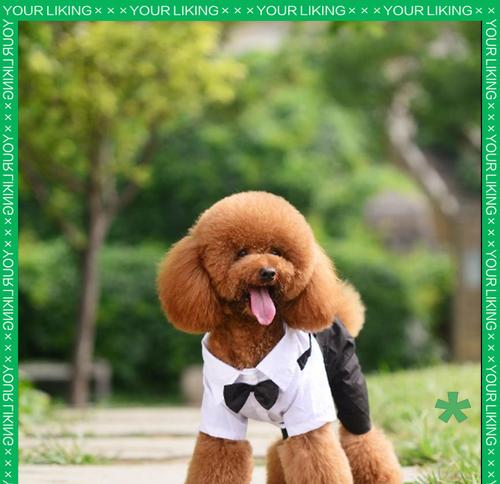 泰迪换牙后长出新牙需要多长时间？（了解泰迪犬牙齿生长周期及细节）