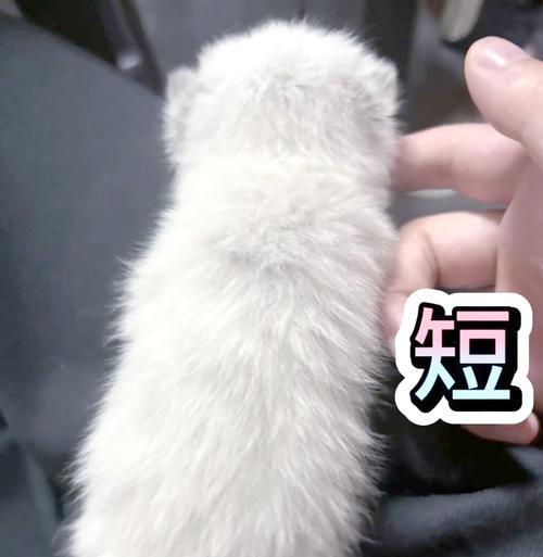 猫毛剪短后需要多久才能长出来？（探究猫咪剪毛后恢复生长的时间及关键因素）