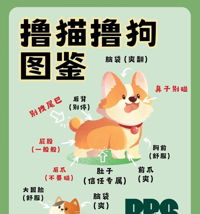 以撸狗的正确姿势是什么？（高超的抚摸技巧让它爱上你）