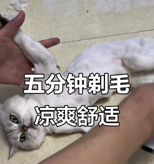 猫毛剪短后需要多久才能长出来？（探究猫咪剪毛后恢复生长的时间及关键因素）