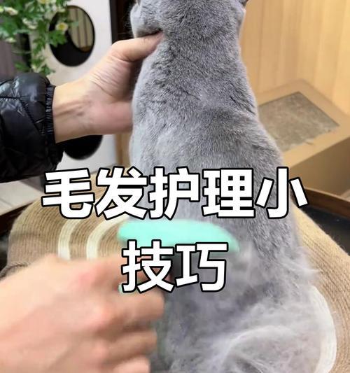 猫毛剪短后需要多久才能长出来？（探究猫咪剪毛后恢复生长的时间及关键因素）