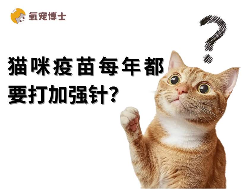 猫咪疫苗每年都要打加强针吗？详细答案来啦！