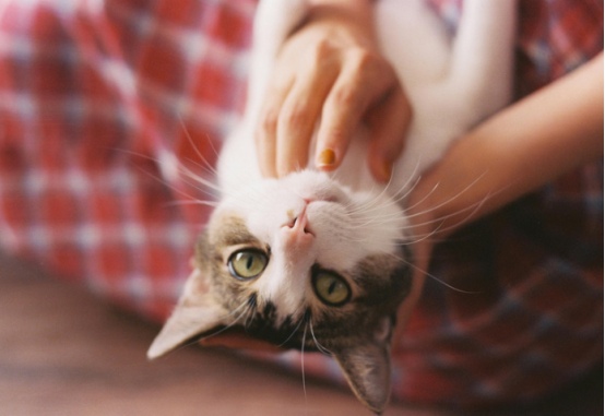 猫咪怕生怎么办？