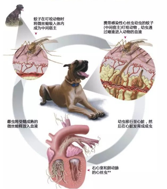 狗狗心丝虫的传播途径