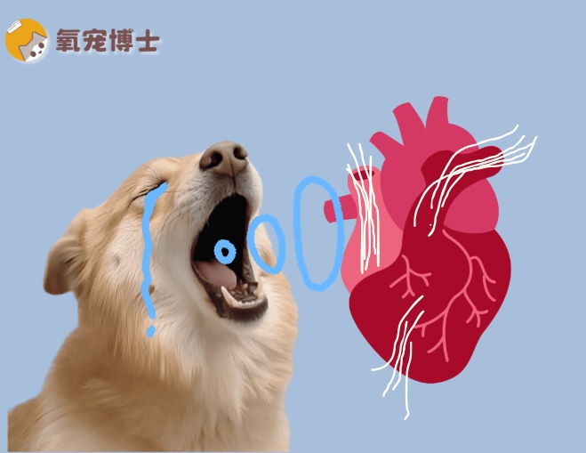 狗狗心丝虫有多可怕？