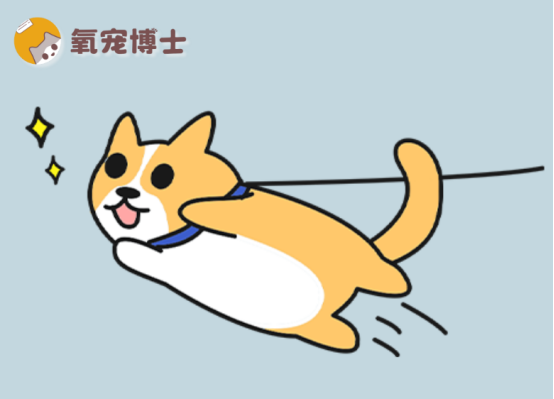 狗狗精力太旺盛怎么办？