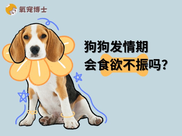 狗狗发情期会食欲不振吗？