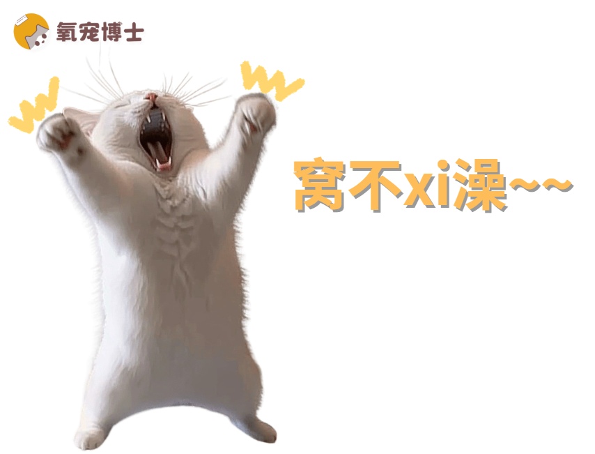 猫咪怕水不肯洗澡怎么办？