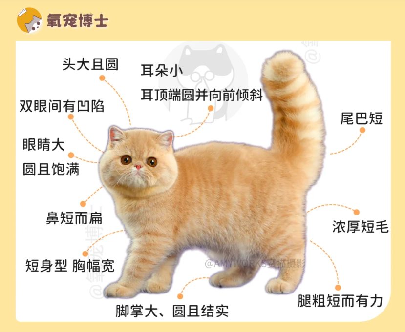 加菲猫劝退指南：擦泪2小时，看病半月薪，我劝你慎重