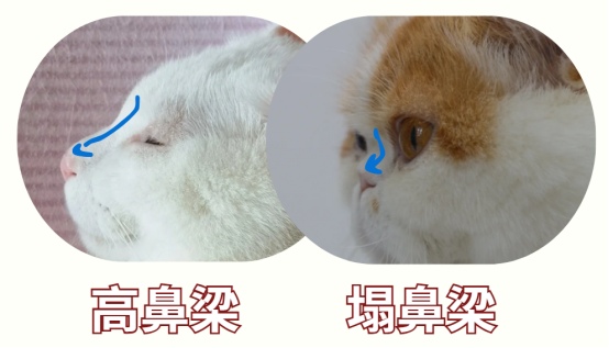 加菲猫泪痕问题