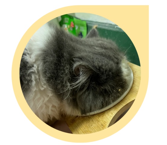 加菲猫的优缺点