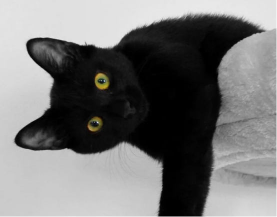 带猫咪搬家怎么避免应激