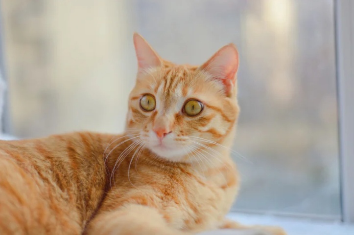 准备带着猫咪搬家？你必须注意这些事