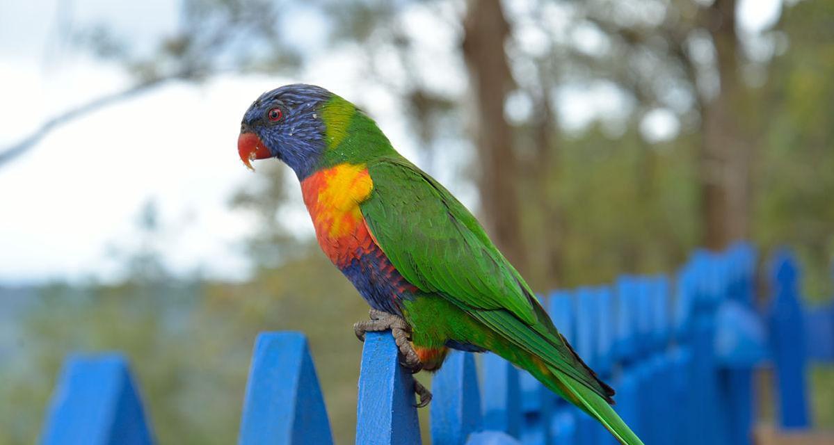 以彩虹吸蜜鹦鹉能活多久？（探究彩虹吸蜜鹦鹉的寿命及影响因素）