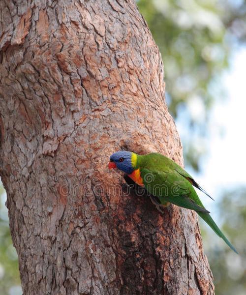 以彩虹吸蜜鹦鹉能活多久？（探究彩虹吸蜜鹦鹉的寿命及影响因素）