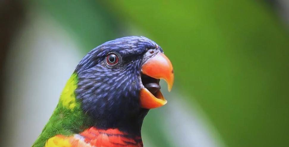 以彩虹吸蜜鹦鹉能活多久？（探究彩虹吸蜜鹦鹉的寿命及影响因素）