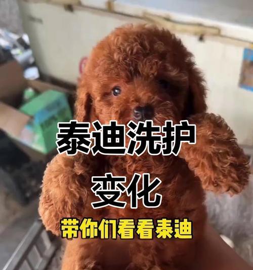 泰迪生完狗后多久可以洗澡？（探讨泰迪产后洗澡的最佳时间及相关注意事项）