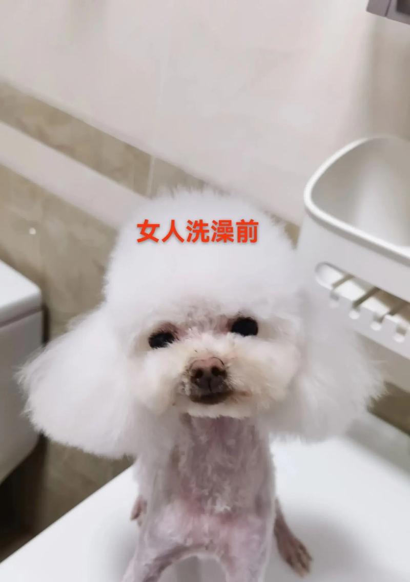 泰迪生完狗后多久可以洗澡？（探讨泰迪产后洗澡的最佳时间及相关注意事项）